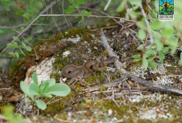 Укус гадюки — что делать?